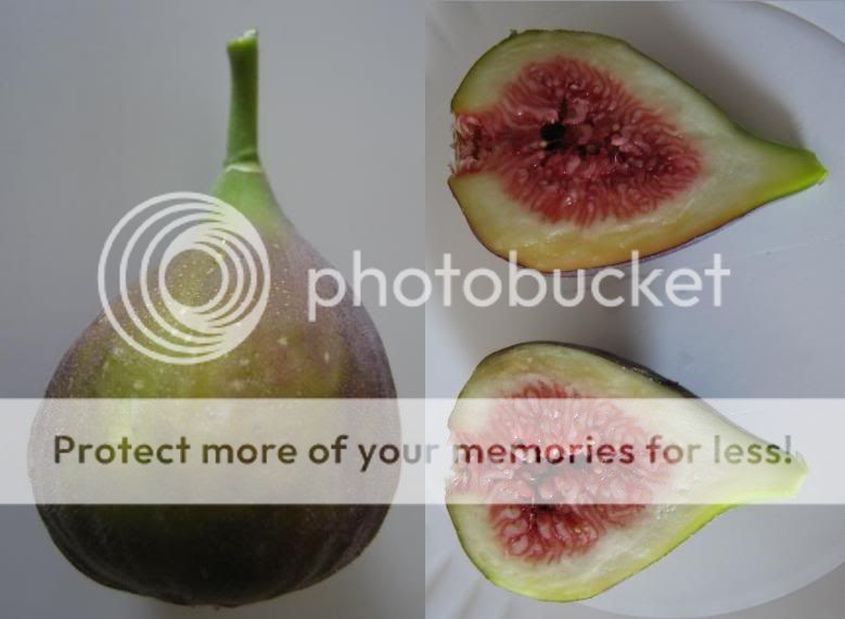 Leaves provide excellent clues