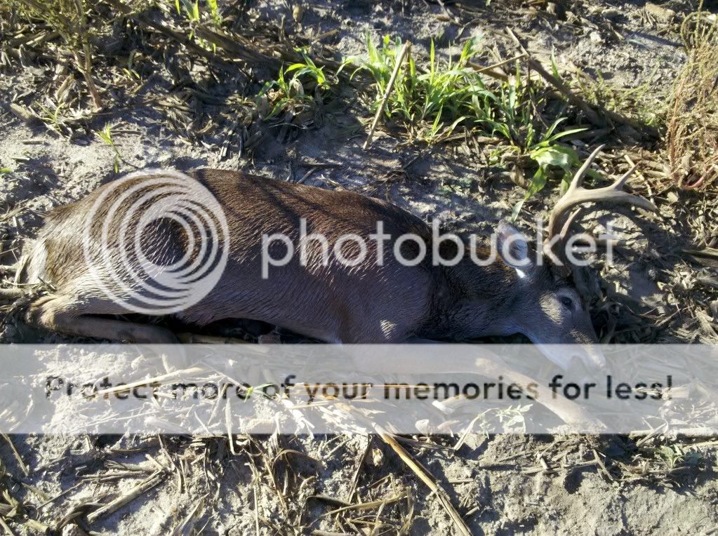 wheeler county deer season 20102011 GON Forum