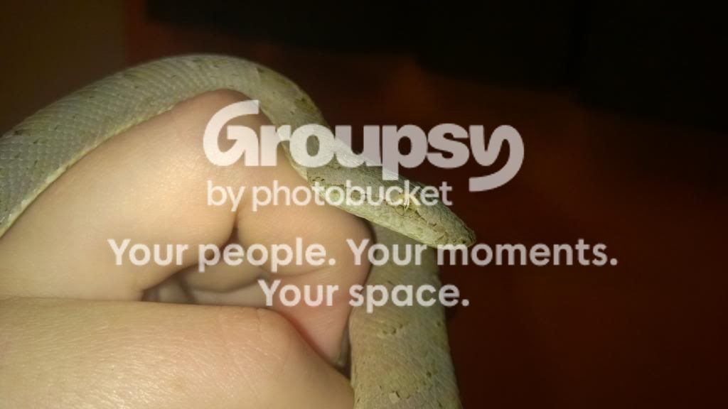 New Candoia Bibroni Australis | Reptile Forums