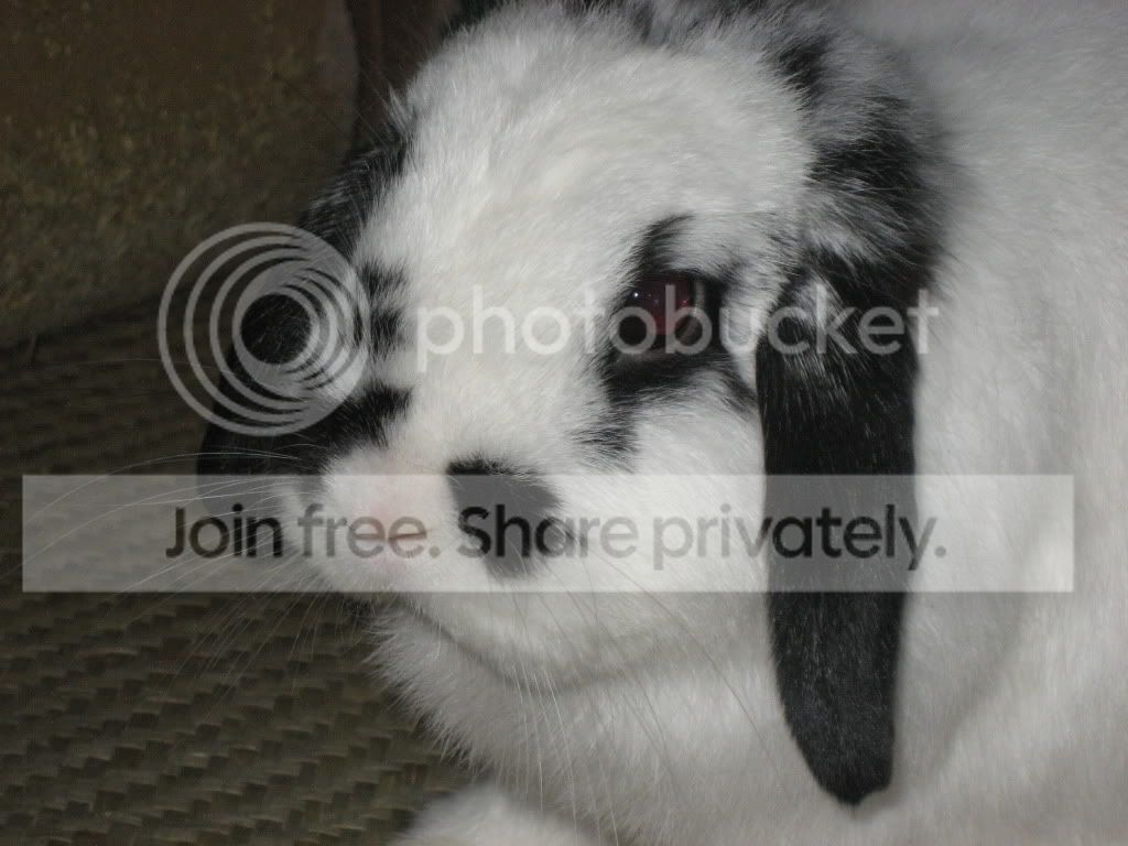 IMG_0606.jpg picture by jenrefen