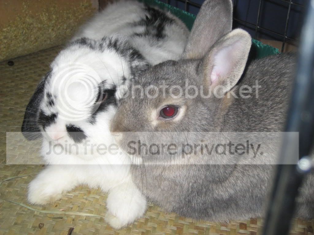 IMG_0738-1.jpg picture by jenrefen