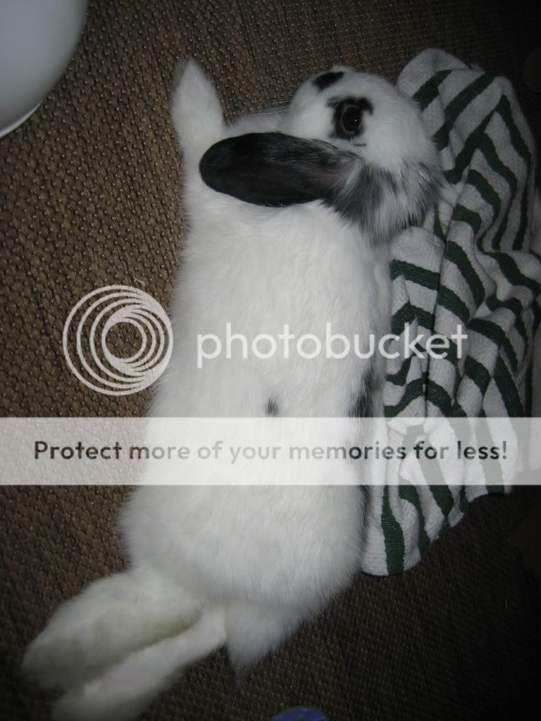 IMG_5470.jpg picture by jenrefen