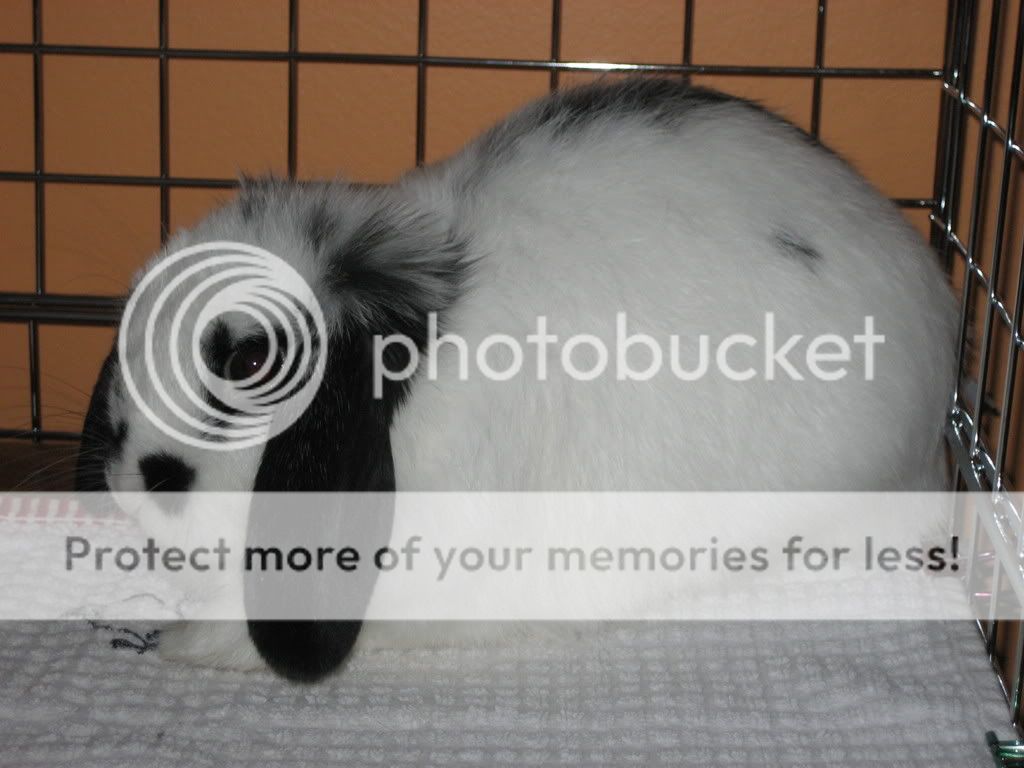 IMG_5686.jpg picture by jenrefen