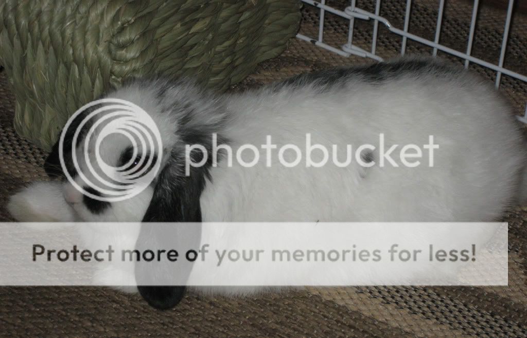 fernlyeing.jpg picture by jenrefen