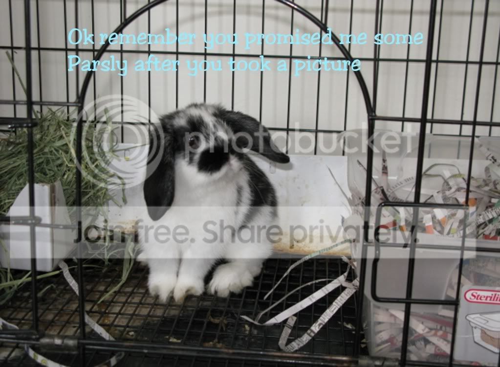 parslypic.jpg picture by jenrefen